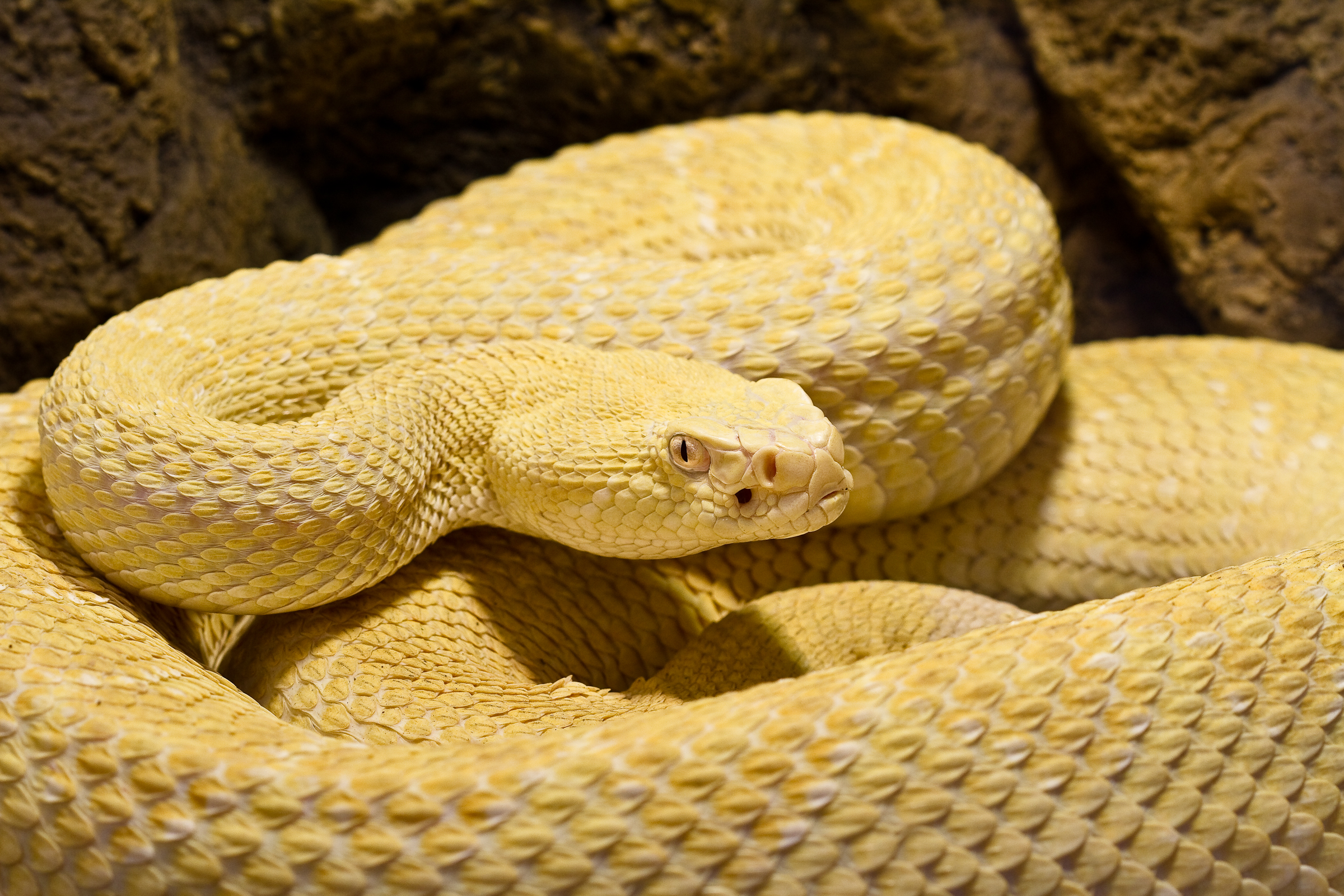 albino atrox - super nice.jpg [3161 Kb]